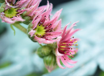 Close-up of pink rose flower