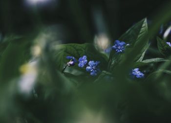 Close-up of purple flowers