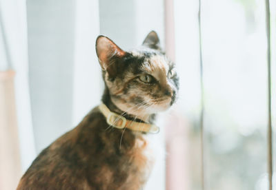 Close-up of a cat looking away