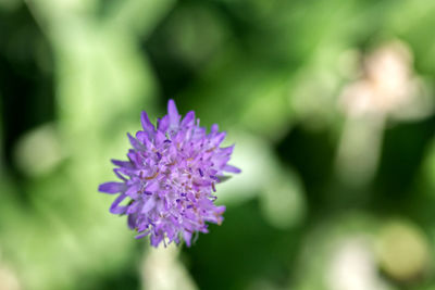 Close-up of purple flowering plant