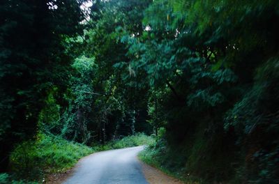 Empty road amidst trees in forest