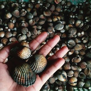 Close-up of human hand holding seashell