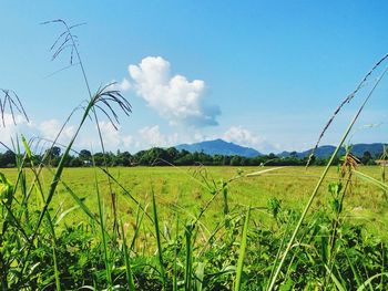 Scenic view of agricultural field against sky