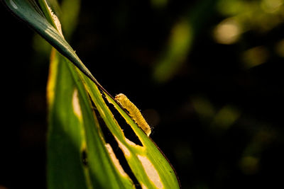 Close-up of insect on leaf