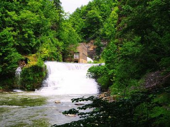 River flowing through forest