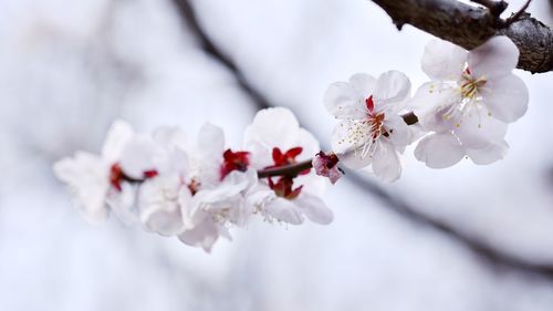 Close-up of white cherry blossom