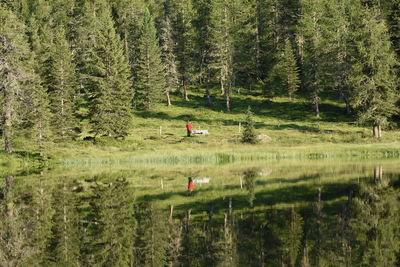 Scenic view of lake in forest