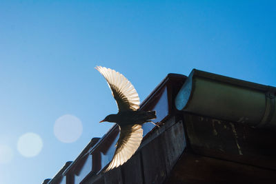 Low angle view of seagull flying against clear blue sky