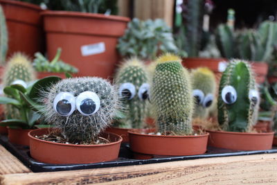 Close-up of succulent plant in pot