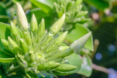 Close-up of wet cactus plant