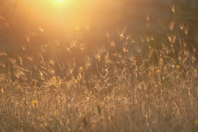 Close-up of crops growing on field