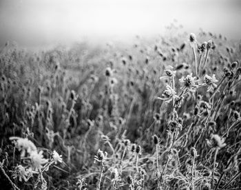 Close-up of flowers growing in field