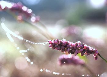 Close-up of fresh purple flowers on tree