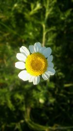 Close-up of yellow flower blooming outdoors