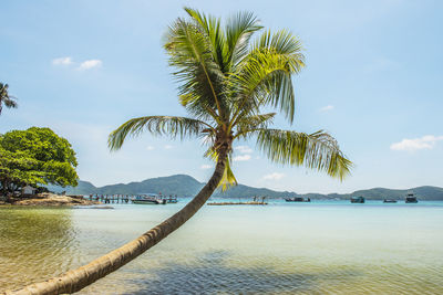 Palm trees by sea against sky