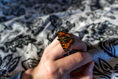 Close-up of butterfly on hand