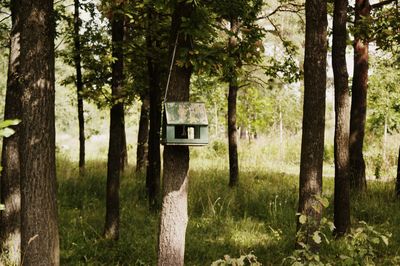 Trees in forest