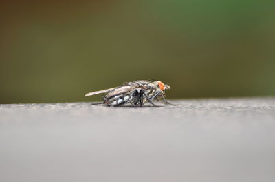 Close-up of housefly