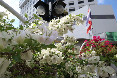 Close-up of white flowering plants