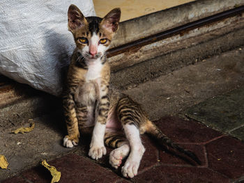 High angle view portrait of tabby kitten