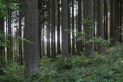 Trees growing in forest