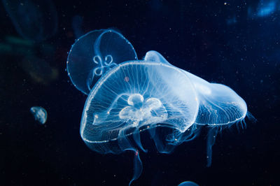 Jellyfish in the sea