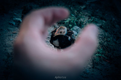 High angle view of human hand