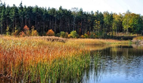 Scenic view of lake in forest