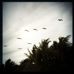 Low angle view of birds flying in sky