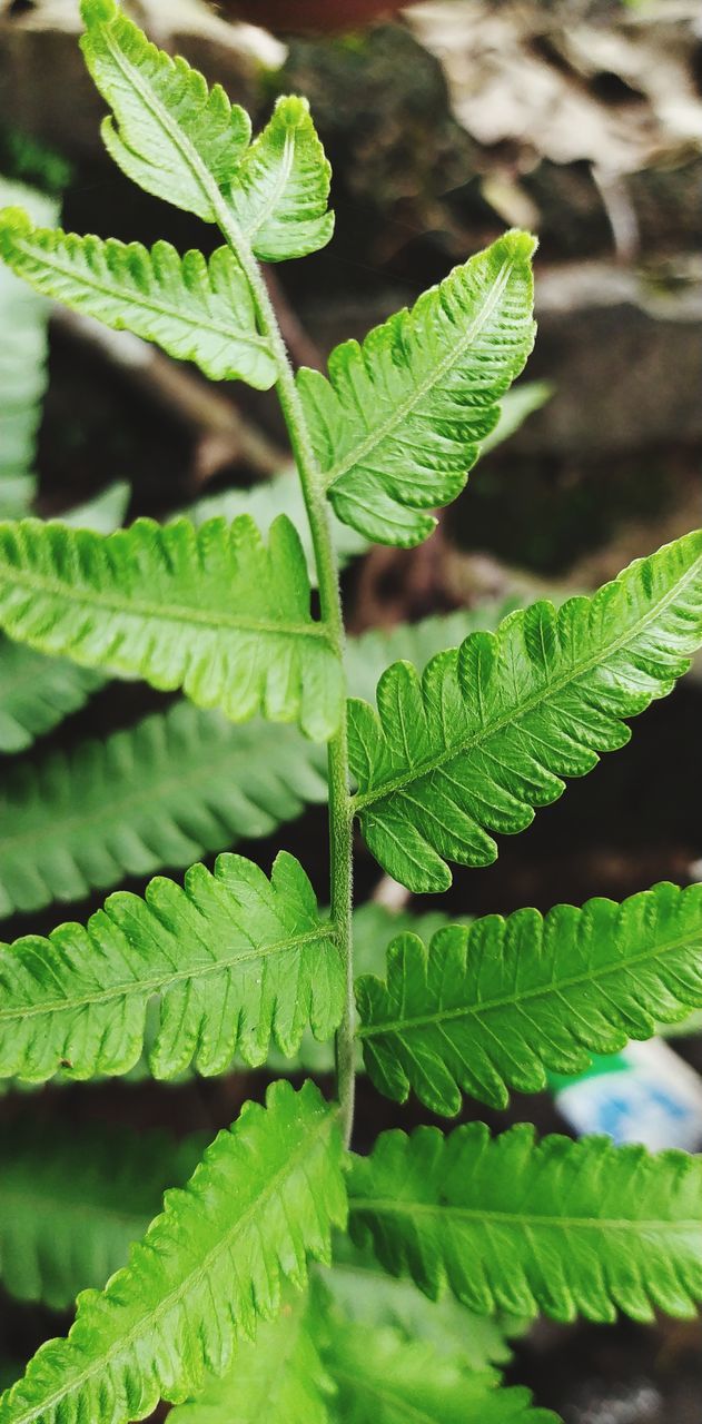 leaf, plant part, green, ferns and horsetails, plant, fern, growth, nature, flower, no people, beauty in nature, close-up, food and drink, freshness, outdoors, day, tree, plant stem, food, botany, agriculture, full frame, environment, backgrounds, healthcare and medicine