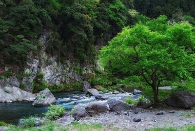 Plants and rocks by river in forest