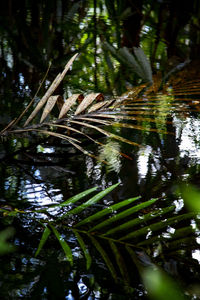 Reflection of trees in lake