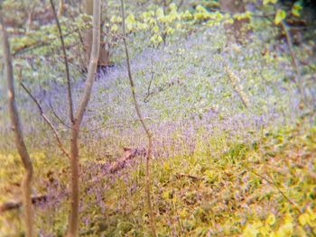 Close-up of purple flowering plants on field