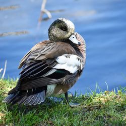 Close-up of bird on grass