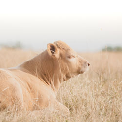 Side view of a horse on field