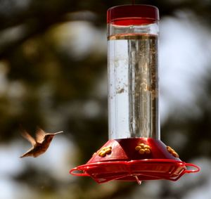 Hummingbird hovering on bird feeder