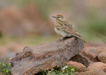 Close-up of bird perching outdoors