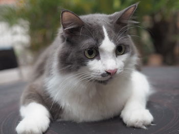 Close-up of cat looking away