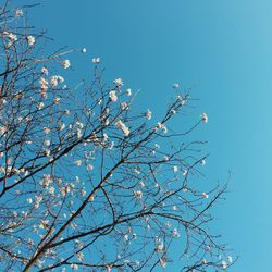 Low angle view of cherry blossom against blue sky