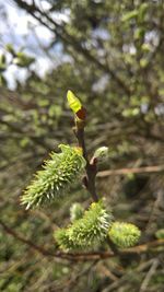 Close-up of leaves on tree