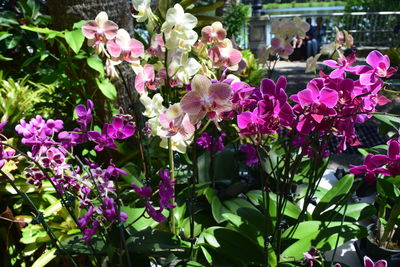 Close-up of flowers blooming outdoors