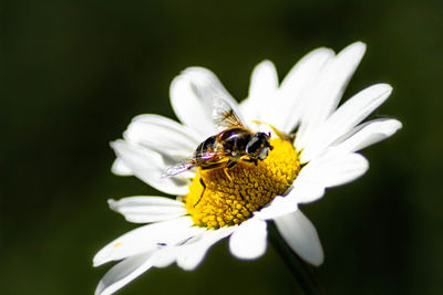 Close-up of bee pollinating on flower