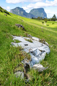 Scenic view of grassy field against sky