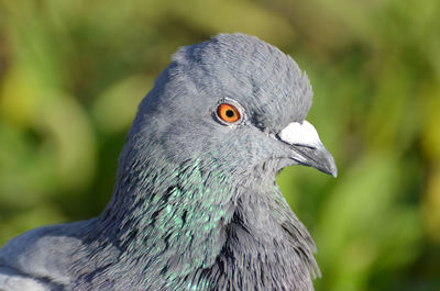 Close-up of pigeon