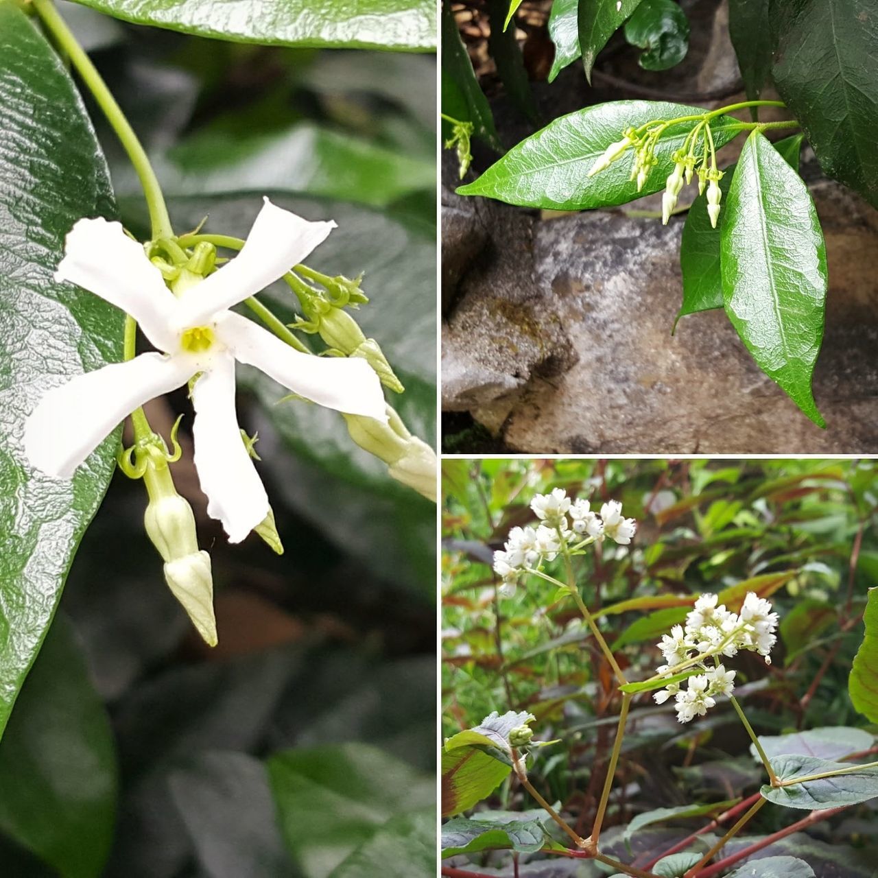 plant, growth, plant part, leaf, flower, beauty in nature, flowering plant, freshness, close-up, nature, no people, vulnerability, fragility, day, white color, green color, petal, focus on foreground, outdoors, botany, flower head, digital composite