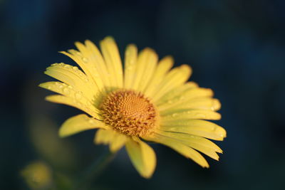 Close-up of yellow flower blooming outdoors