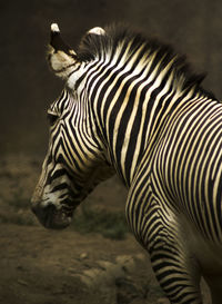 Close up of a horse standing on field