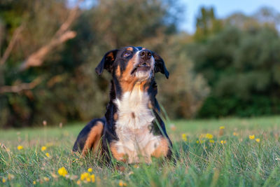 Dog looking away on field