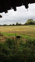 Horse grazing on field against sky