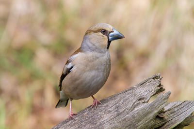 Close-up of bird perching on wood